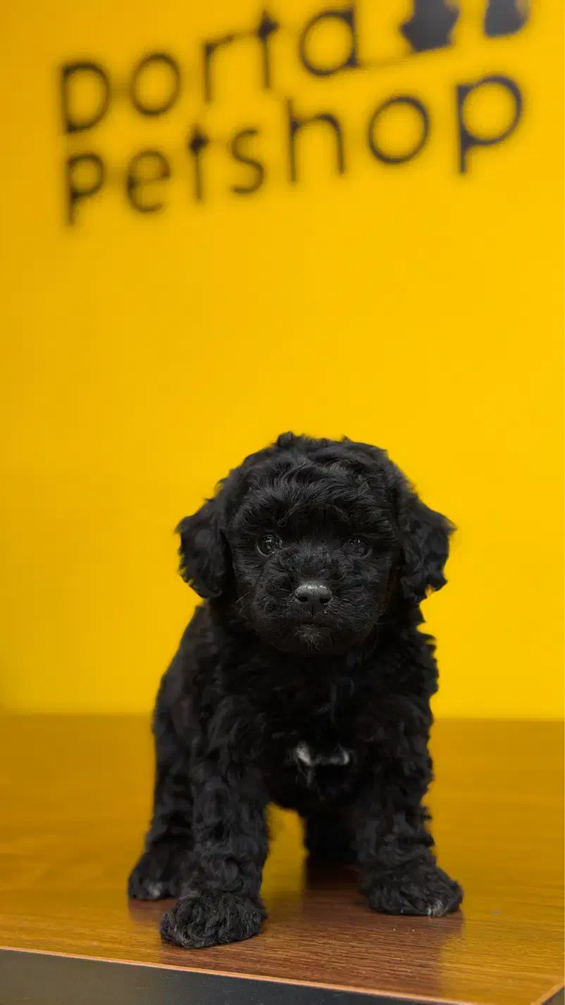 سگ توی پودل رنگ بلک وارداتی از روسیه|سگ|تهران, شهرک غرب|دیوار