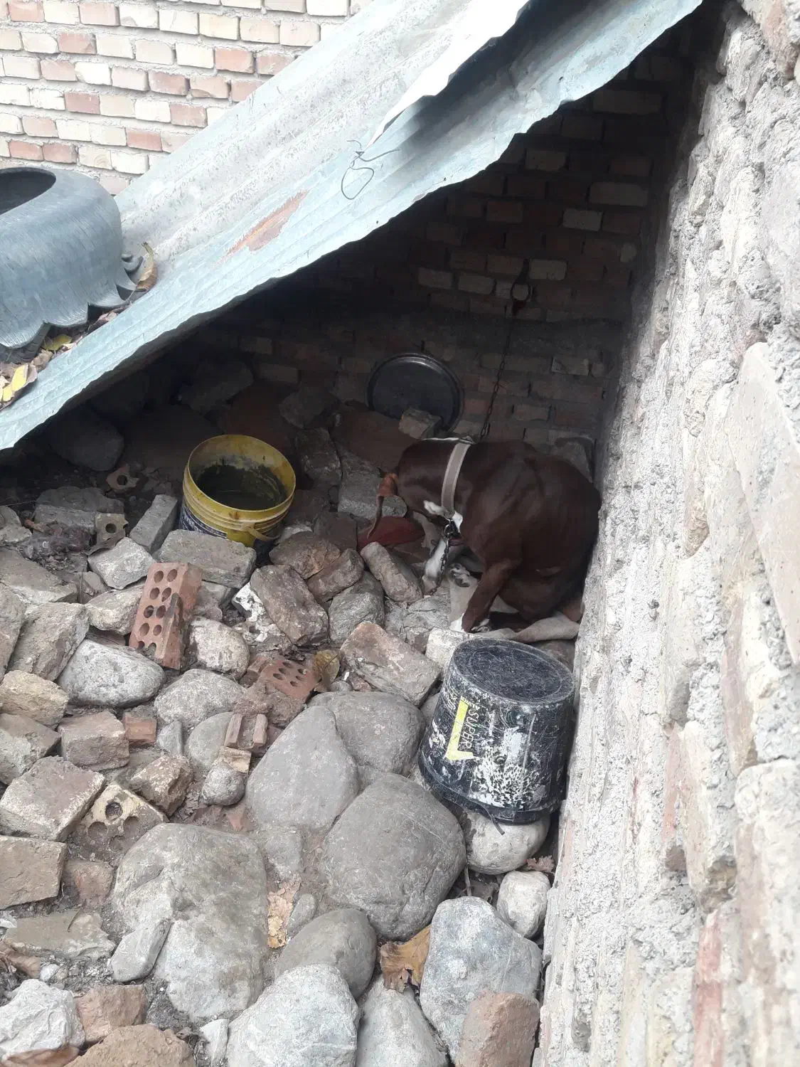 سرگرمی فراغت حیوان خونگی|سگ|رامیان, |دیوار