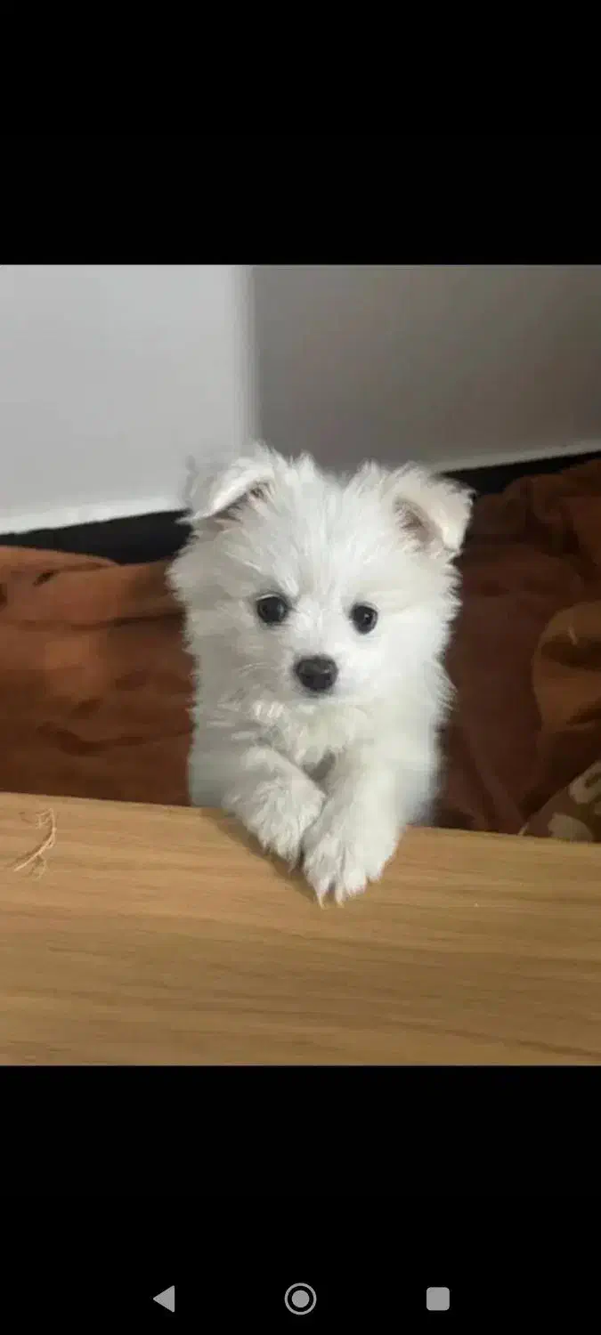 سگ پامرماده رایگان|سگ|دزفول, |دیوار