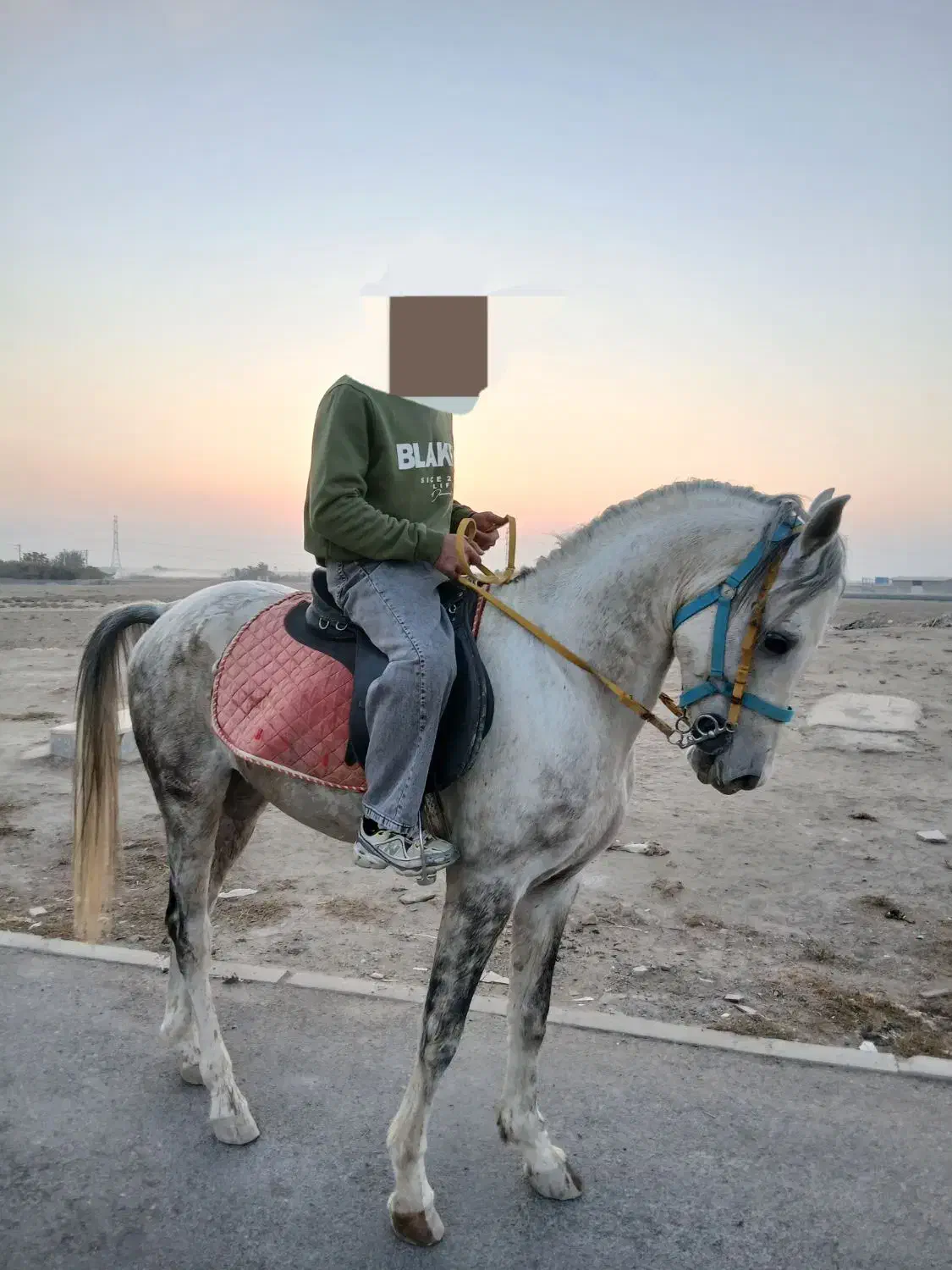 اسب نریون|اسب و تجهیزات اسب‌سواری|تنکمان, |دیوار