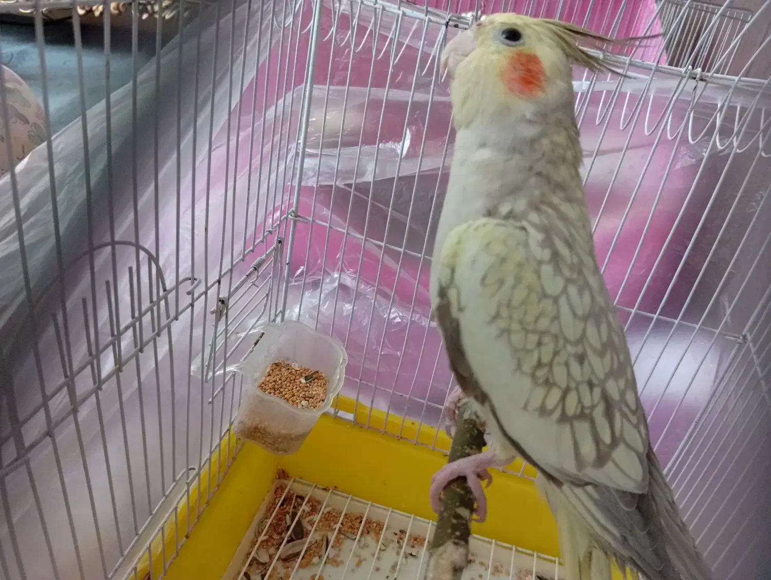 عروس هلندی|پرنده|الوند, |دیوار