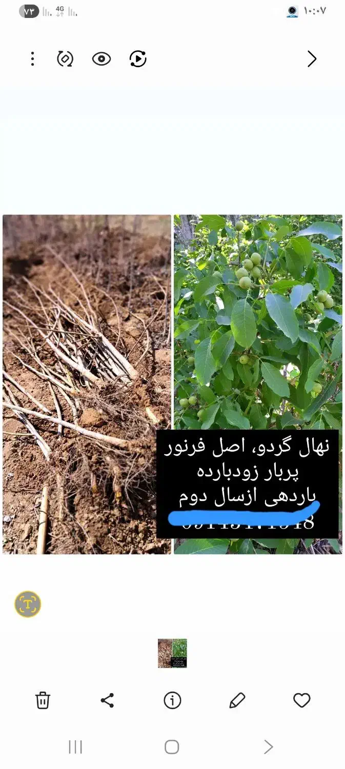 نهال گردو|خدمات باغبانی و درختکاری|نوشین شهر, |دیوار