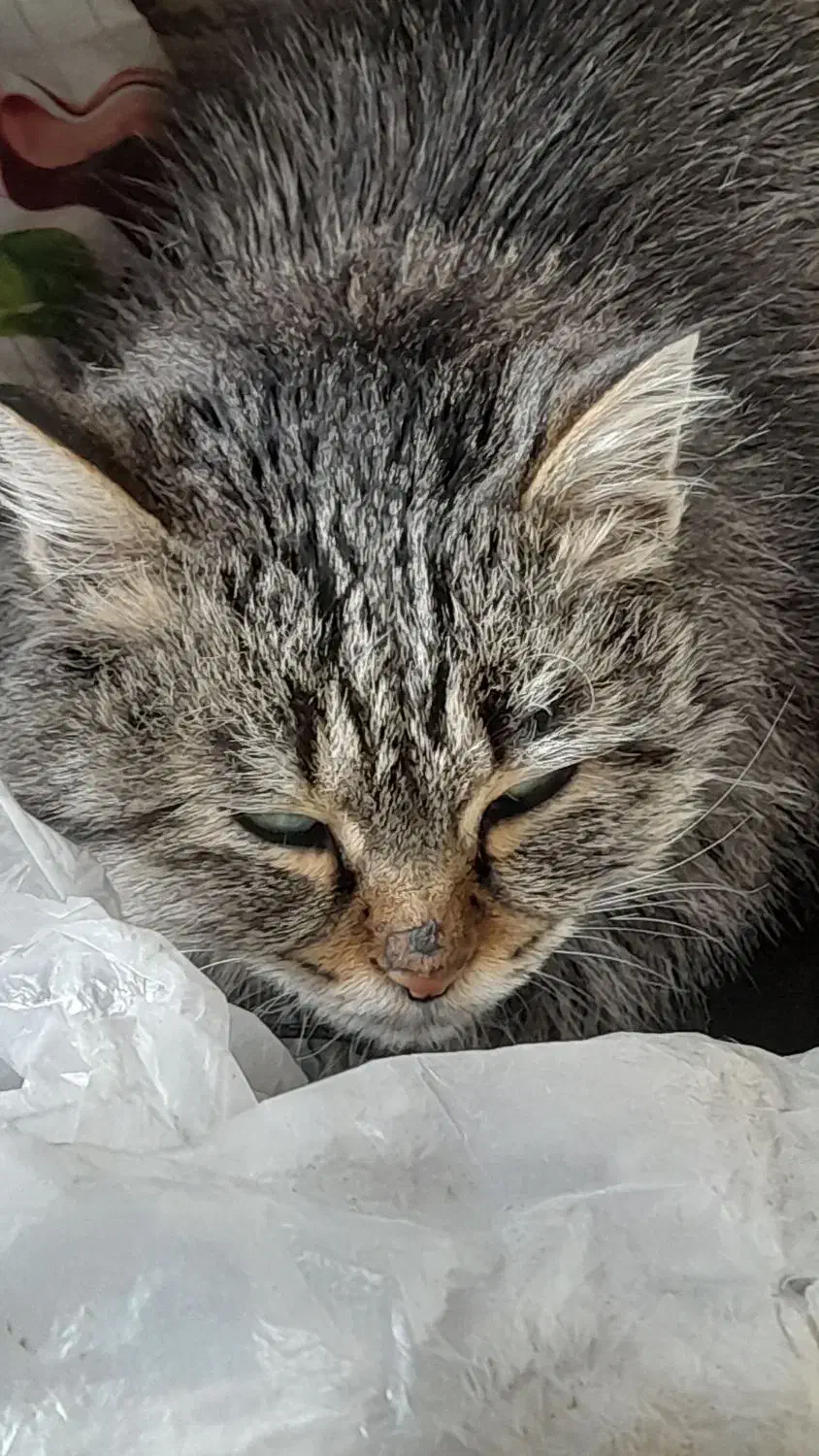 گربهdshپشمالوماده|گربه|خمینیشهر, |دیوار