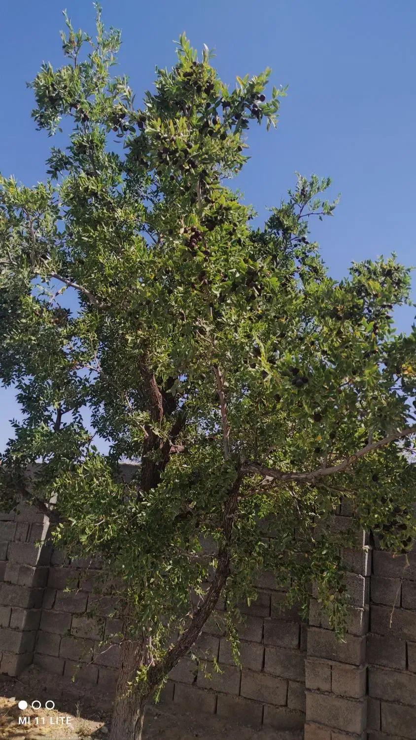 فروش باغ|فروش خانه و ویلا|خوسف, |دیوار