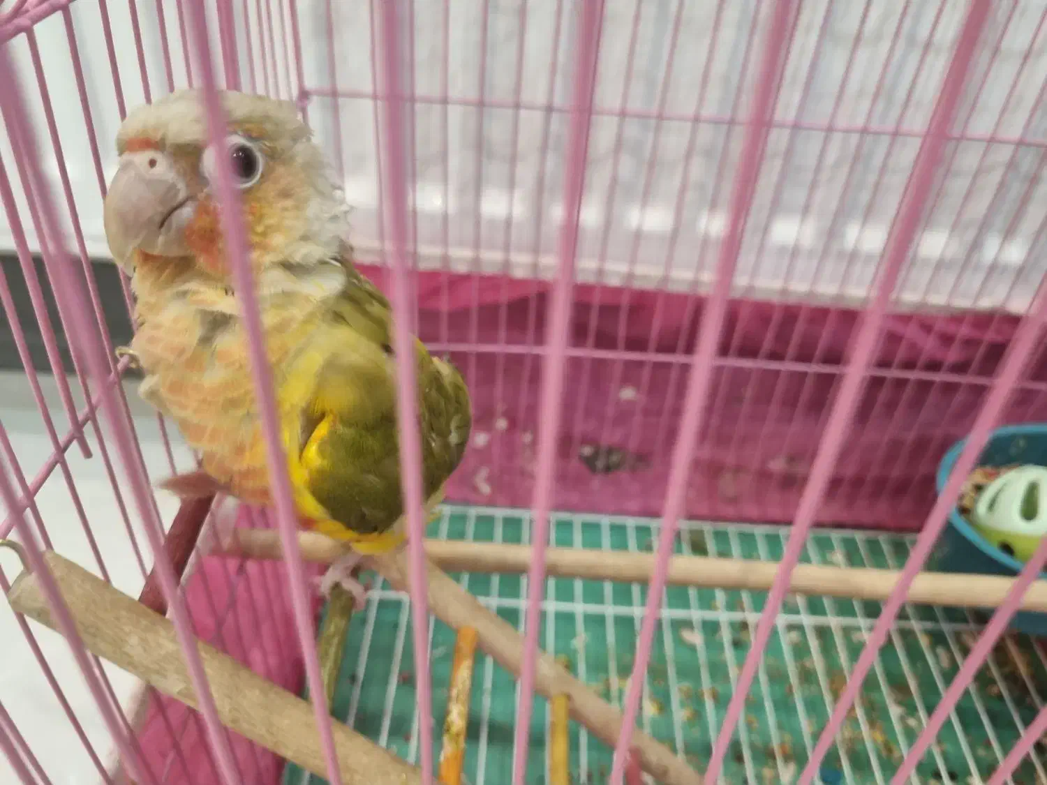 گرینچیک|پرنده|ابریشم, |دیوار