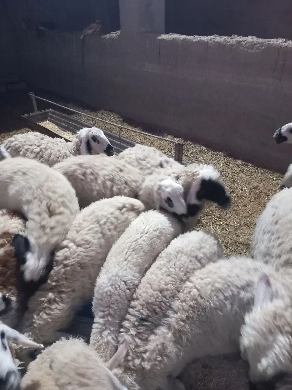 بره نر زنده باسکول|حیوانات مزرعه|زابل, |دیوار