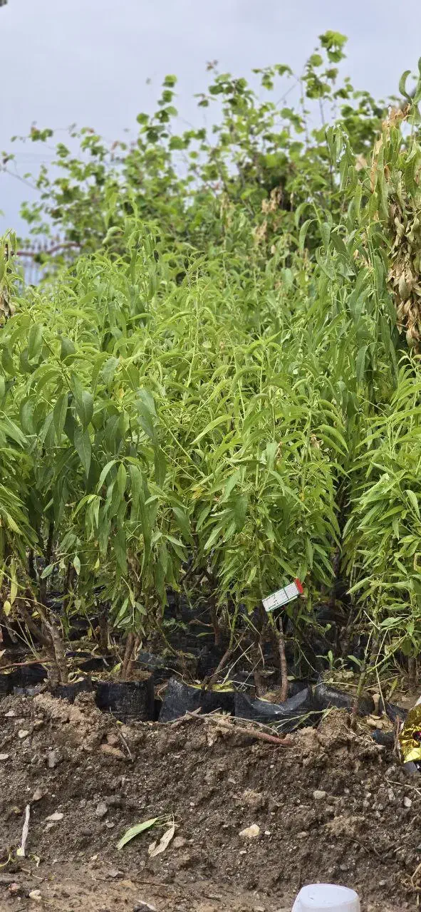 فروش عمده و خرده نهال بادام با ارسال سراسر کشور|خدمات باغبانی و درختکاری|حسین آباد, |دیوار