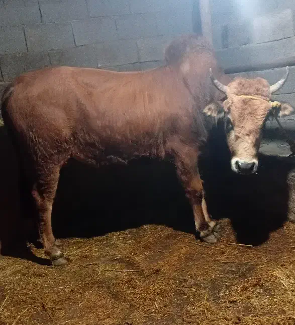 ورزا کوله|حیوانات مزرعه|سنگر, |دیوار