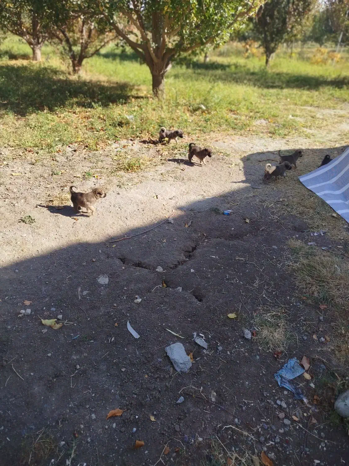 8عدد توله 1ماهه میکس ژرمن و دوبرمن|سگ|نقده, |دیوار