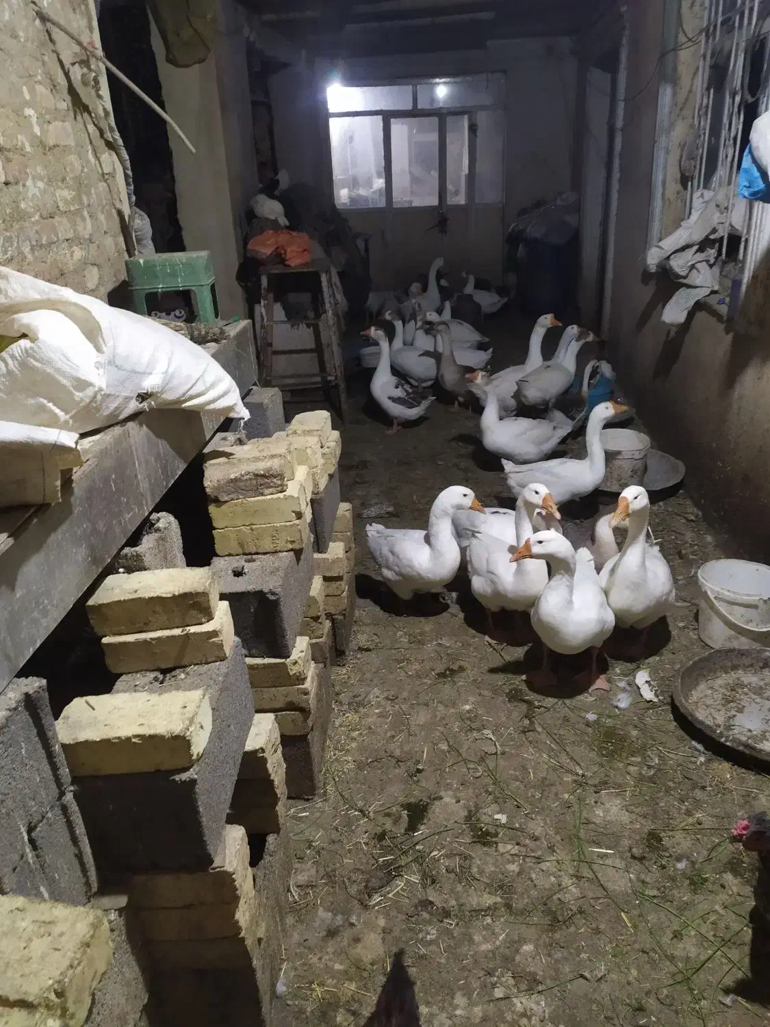 فروش تعدادی غوغاز سالم وچاق وتخم گذار|حیوانات مزرعه|خمین, |دیوار