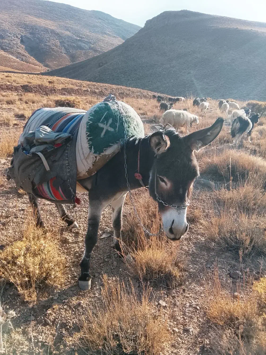 حیوانات مزرعه|حیوانات مزرعه|میمه, |دیوار