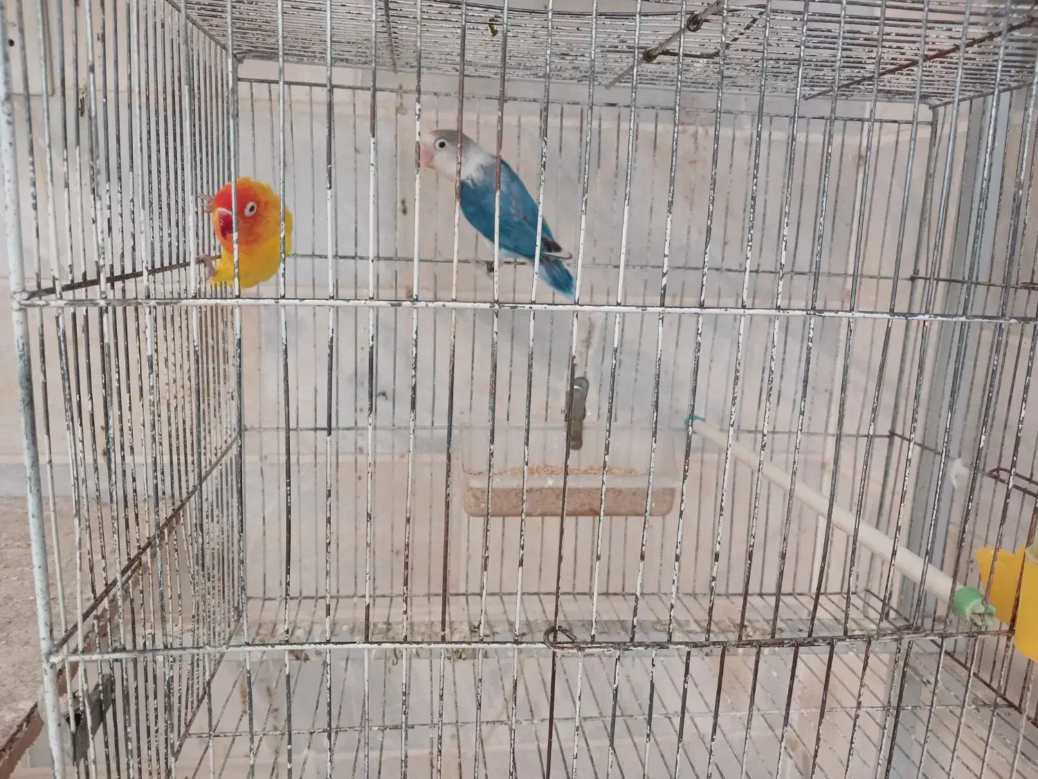 جفت کوتوله|پرنده|اردکان, |دیوار