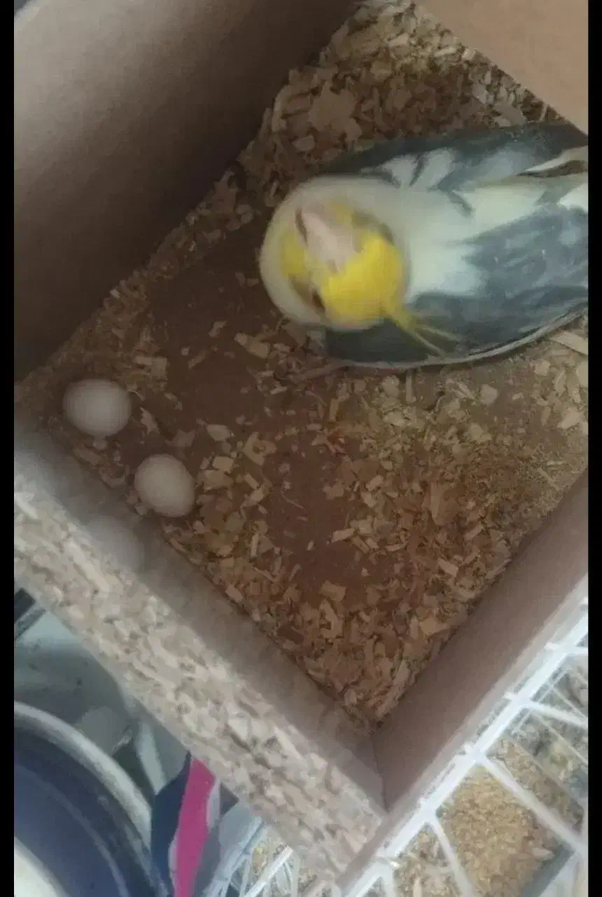 جفت عروس هلندی جفت فول دستی رو تخم|پرنده|قم, نوبهار|دیوار