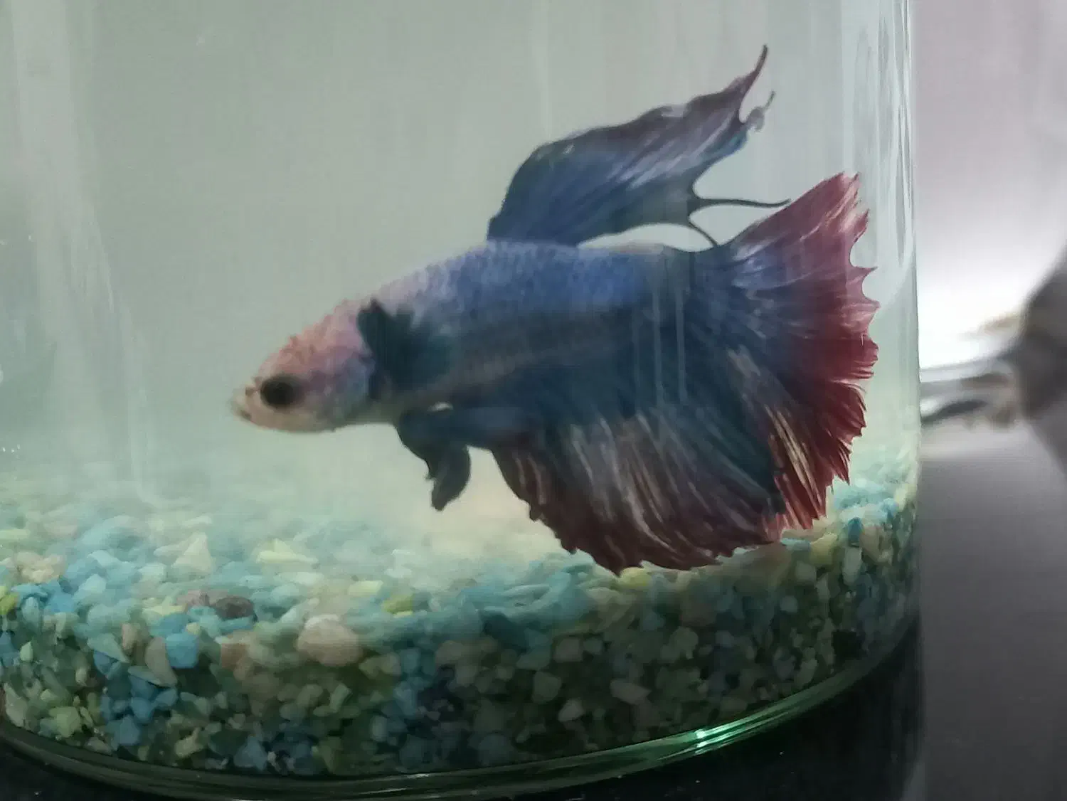 ماهی فایتر|ماهی|تبریز, |دیوار