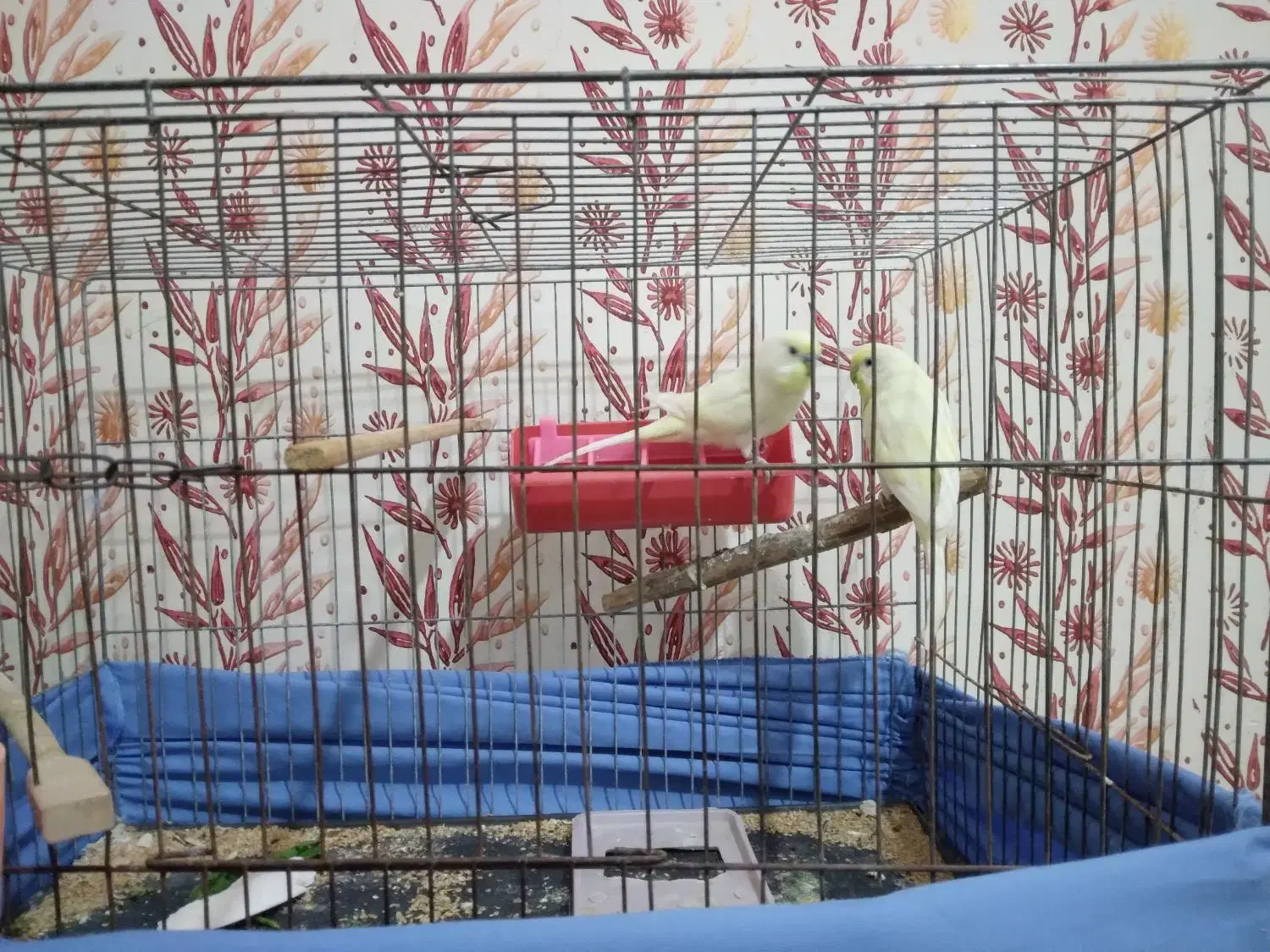 با جفت طوقی یا جفت جوجه طوقی زاغ یا جفت جوجه زاغ|پرنده|لالی, |دیوار