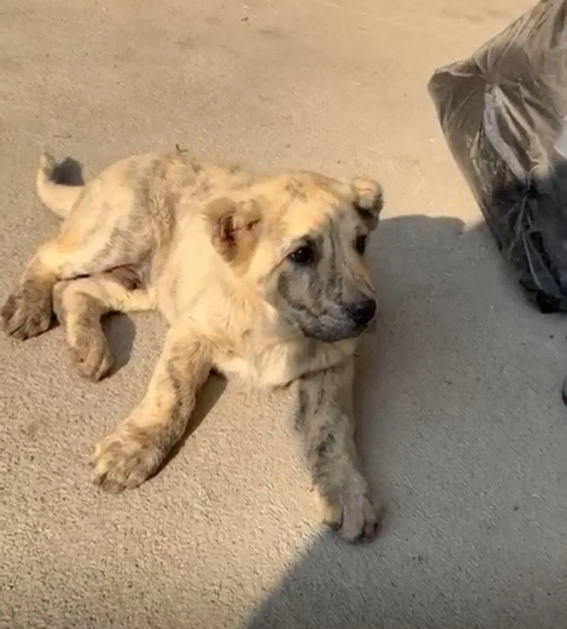 شاه توله سرابی(نر)|سگ|شهریار, شهریار|دیوار