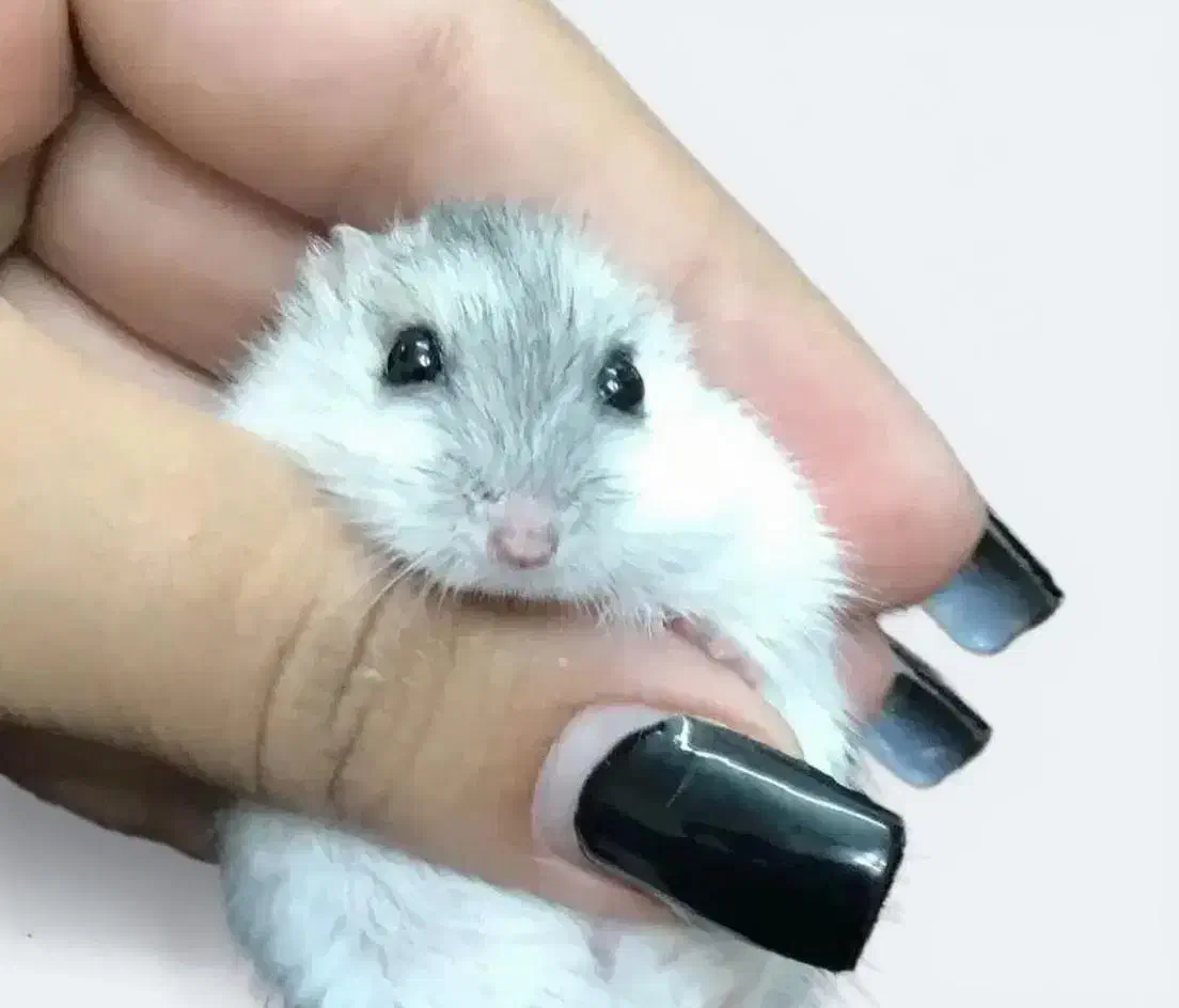 تخفیف بلک فرایدی ۴ روز تا پایان همستر کمپل و سوری|موش و خرگوش|ایلام, |دیوار