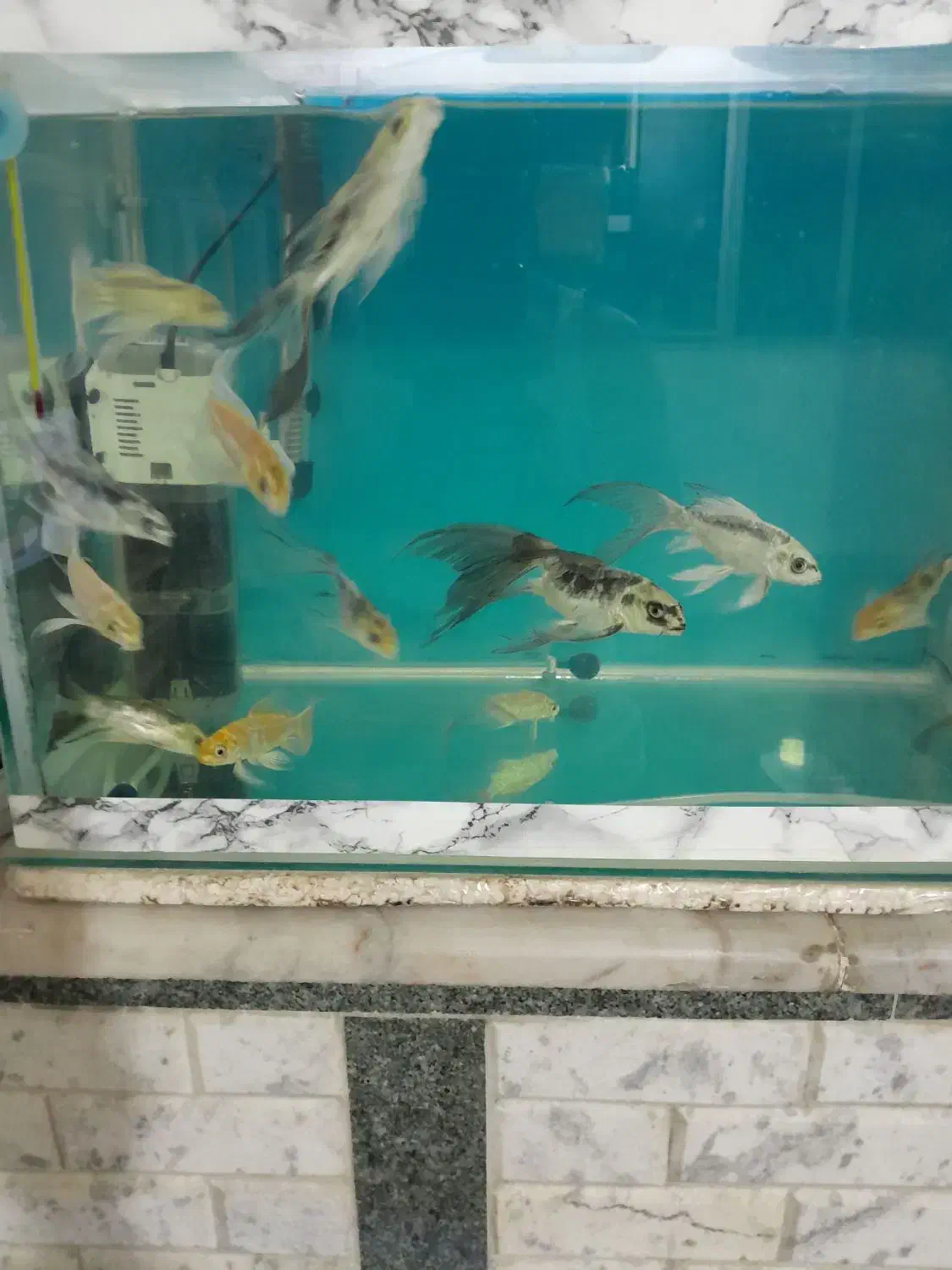 فروش تعدادی ماهی کوی|ماهی|بروجرد, |دیوار