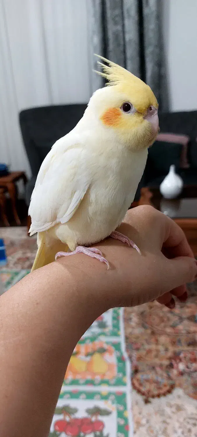 عروس هلندی|پرنده|بندر انزلی, نیمه شعبان|دیوار