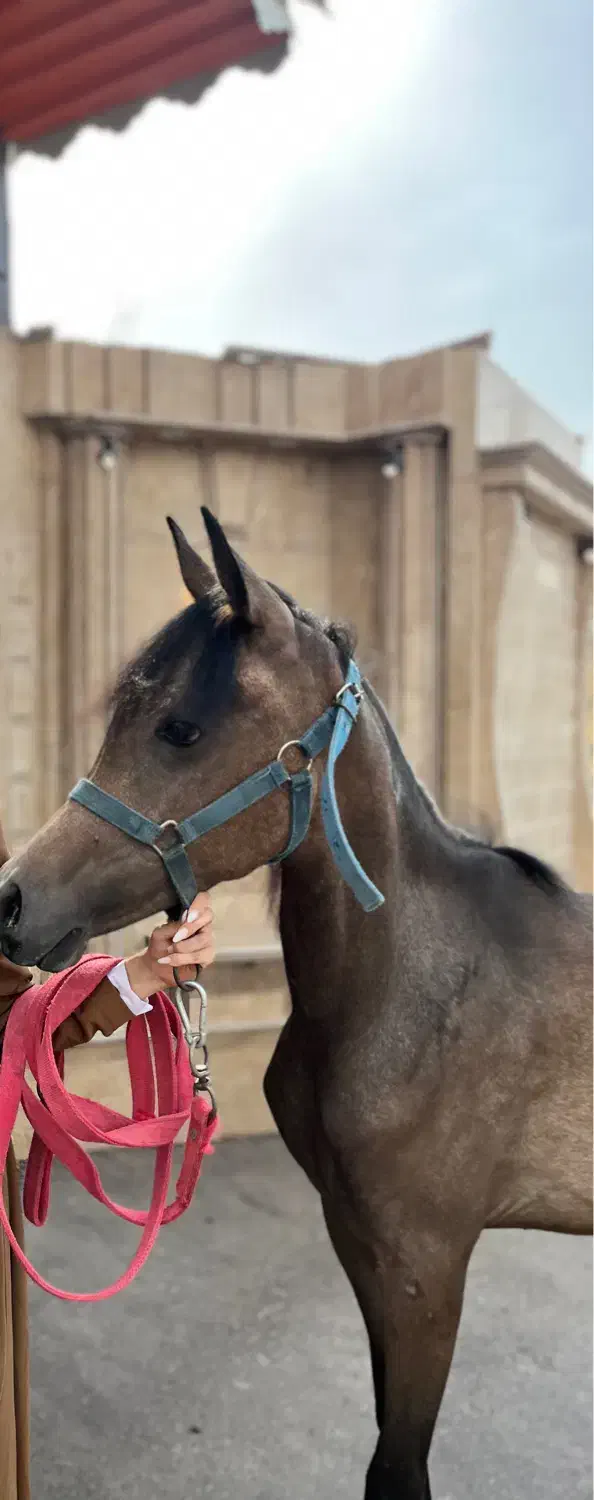 عرب دو سر|اسب و تجهیزات اسبسواری|تبریز, |دیوار