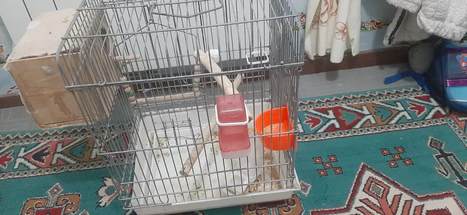 قفس عروس هلندی وطوطی برزیلی|لوازم جانبی حیوانات|پاکدشت, پاکدشت (مامازند)|دیوار