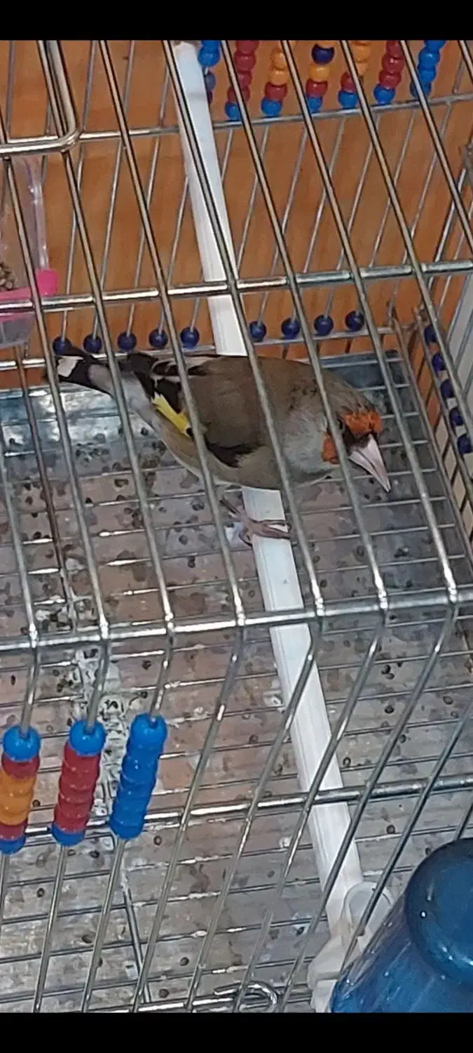 سهره|پرنده|مشهد, فرهنگیان (شهرک غرب)|دیوار