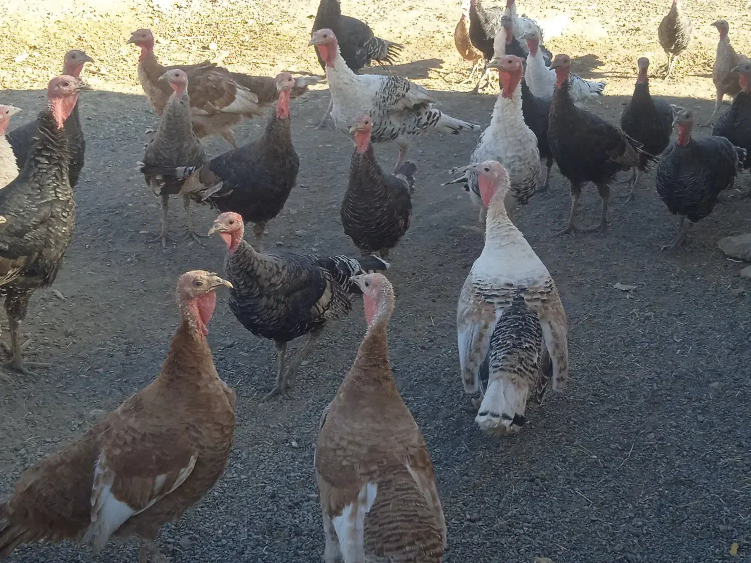 بوقلمون نر و ماده فروشی|حیوانات مزرعه|دهگلان, |دیوار