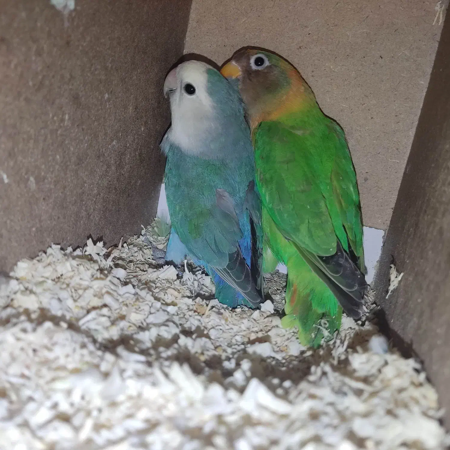 جفت طوطی برزیلی|پرنده|مینودشت, |دیوار