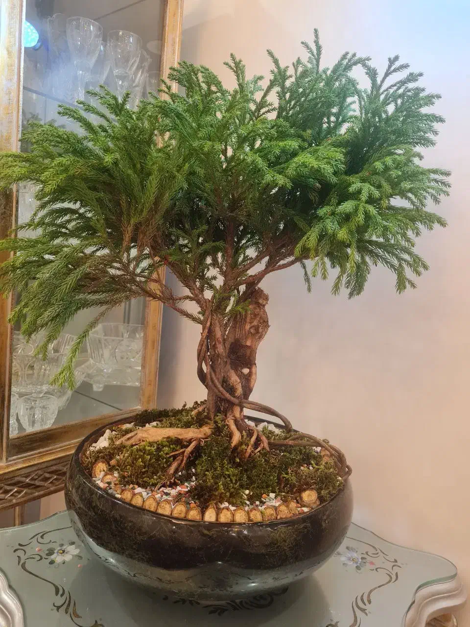 گل وگلدان بن سای سرو ژاپنی وارداتی|گل و گیاه طبیعی|تهران, نارمک|دیوار