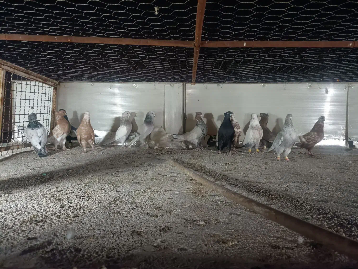 کبوتر کفتر پرنده|پرنده|شیراز, نیستان|دیوار