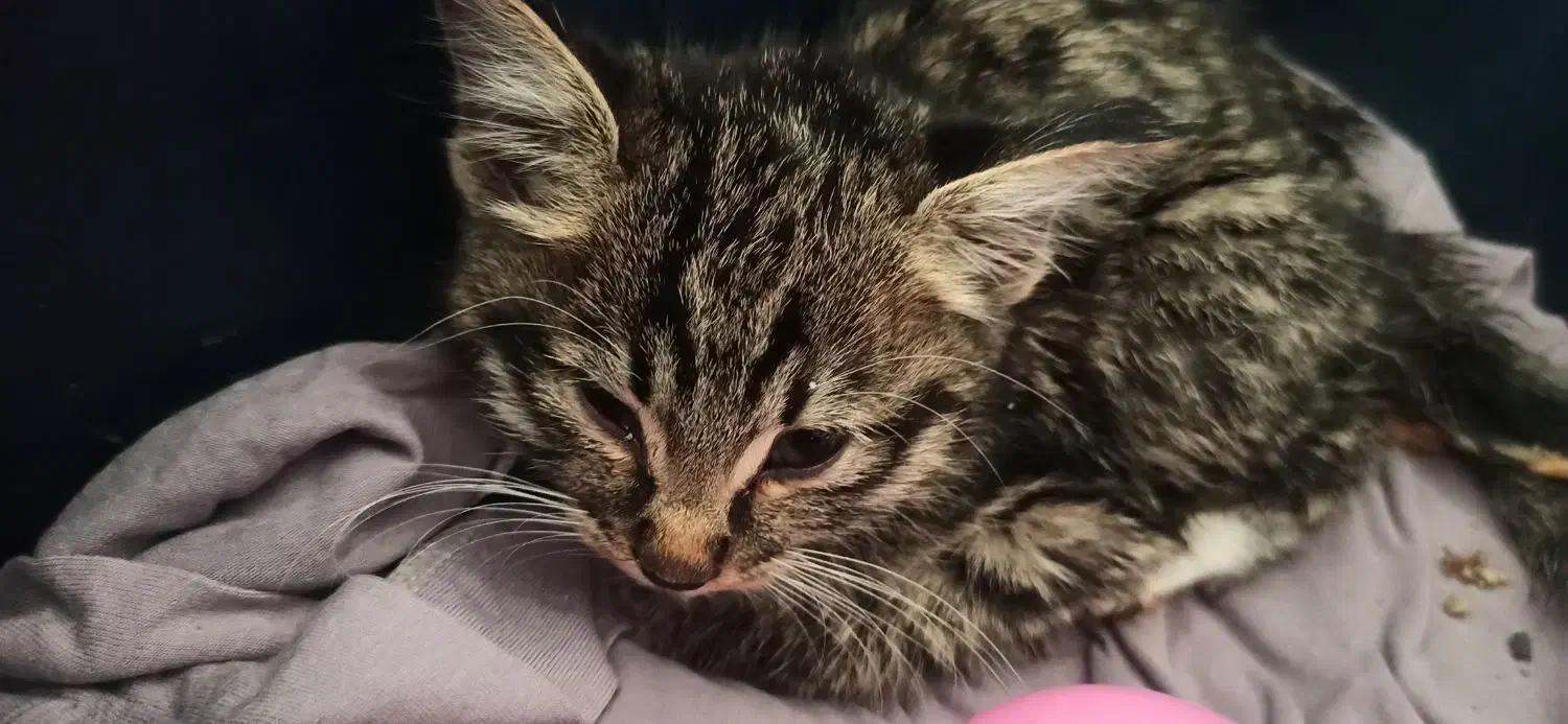 واگذاری|گربه|سبزوار, ایزی شهر|دیوار