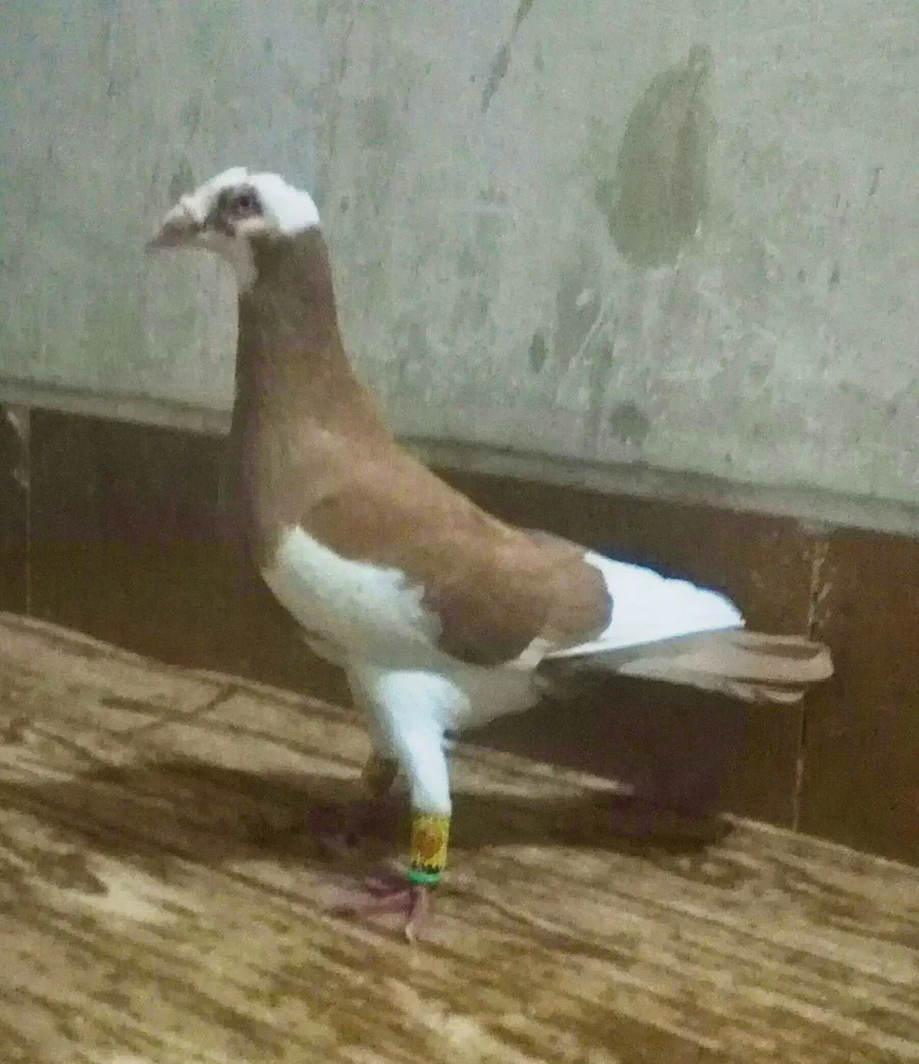 کبوتر|پرنده|استهبان, |دیوار