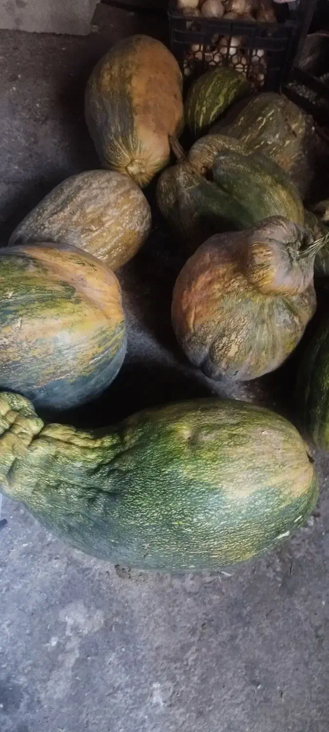 کدو|گل و گیاه طبیعی|دهدشت, |دیوار