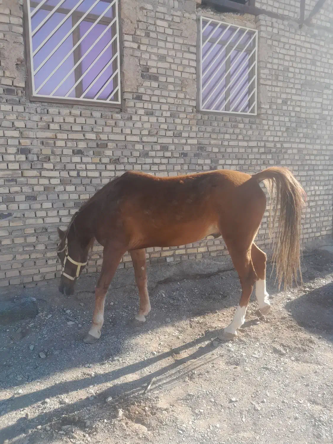 اسب نریان|اسب و تجهیزات اسب‌سواری|رفسنجان, |دیوار