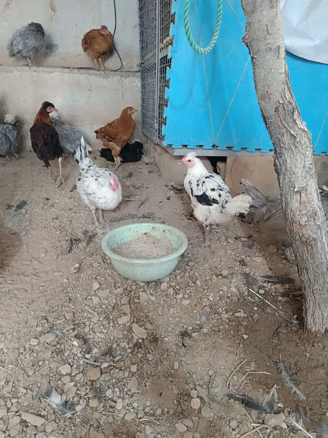 فروش مرغ لری|حیوانات مزرعه|خرقان, |دیوار