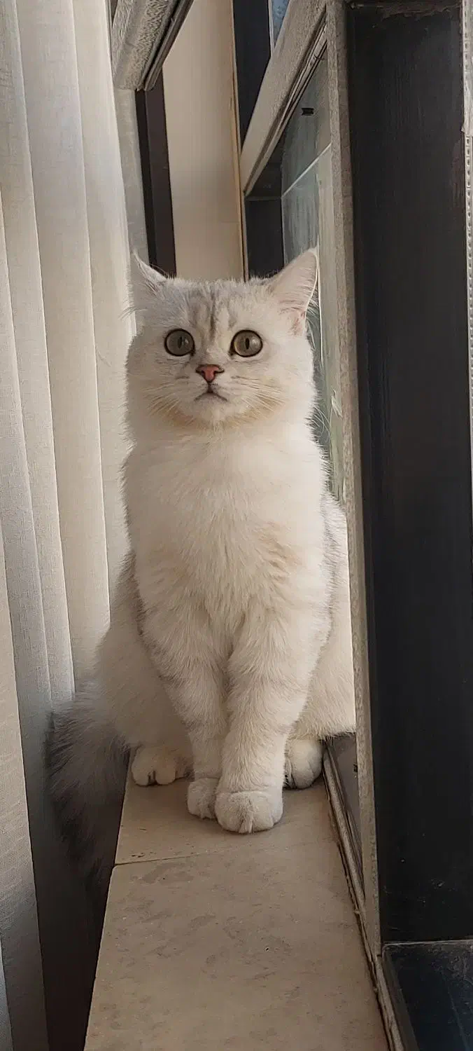 بریتیش سیلور اصیل|گربه|کرج, باغستان|دیوار