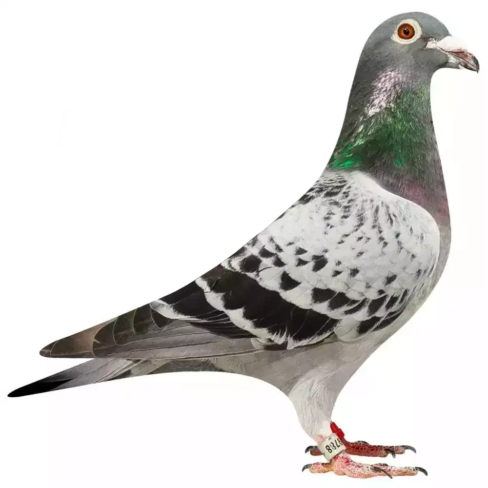 کبوتر جفتگاه پلاکی مسافتی شاه پر دم کوتاه|پرنده|فردوس (خراسان), |دیوار