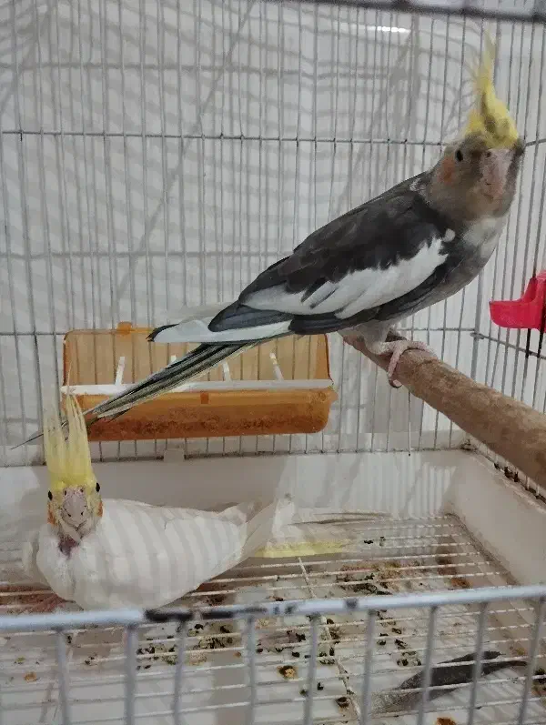 جفت عروس هلندی سالم نردستی وسخنگو|پرنده|طبس, |دیوار