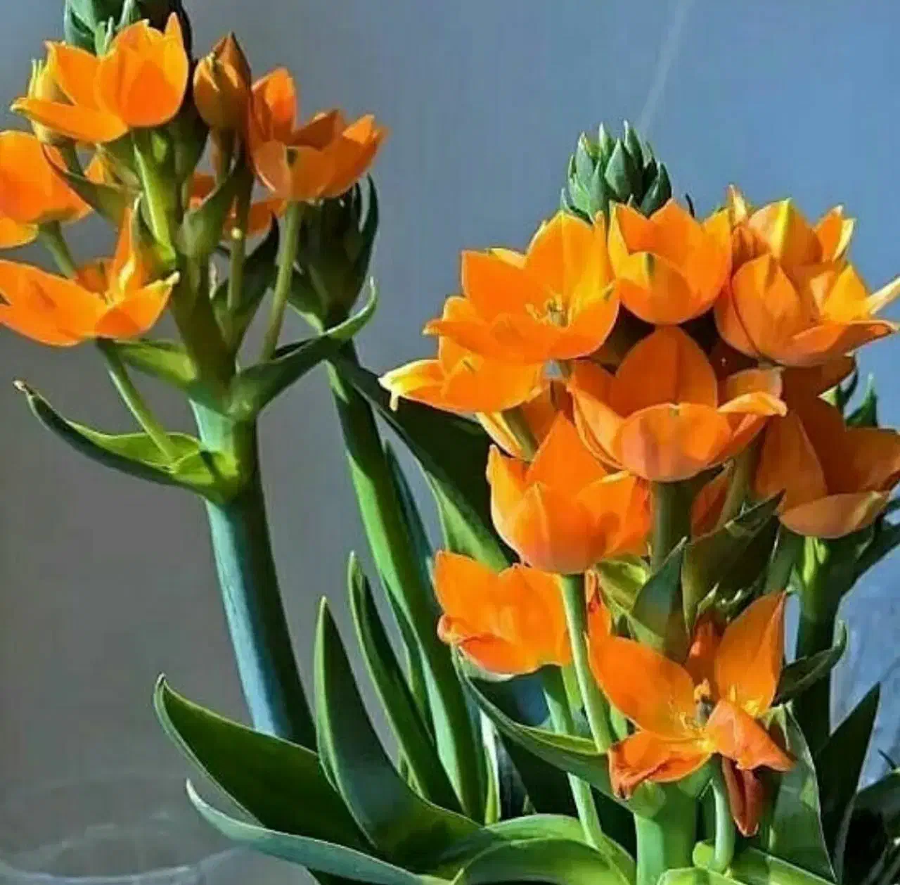 آموزش رانندگی حرفهای (مربی خانم )|خدمات آموزشی|مشهد, صیاد شیرازی|دیوار