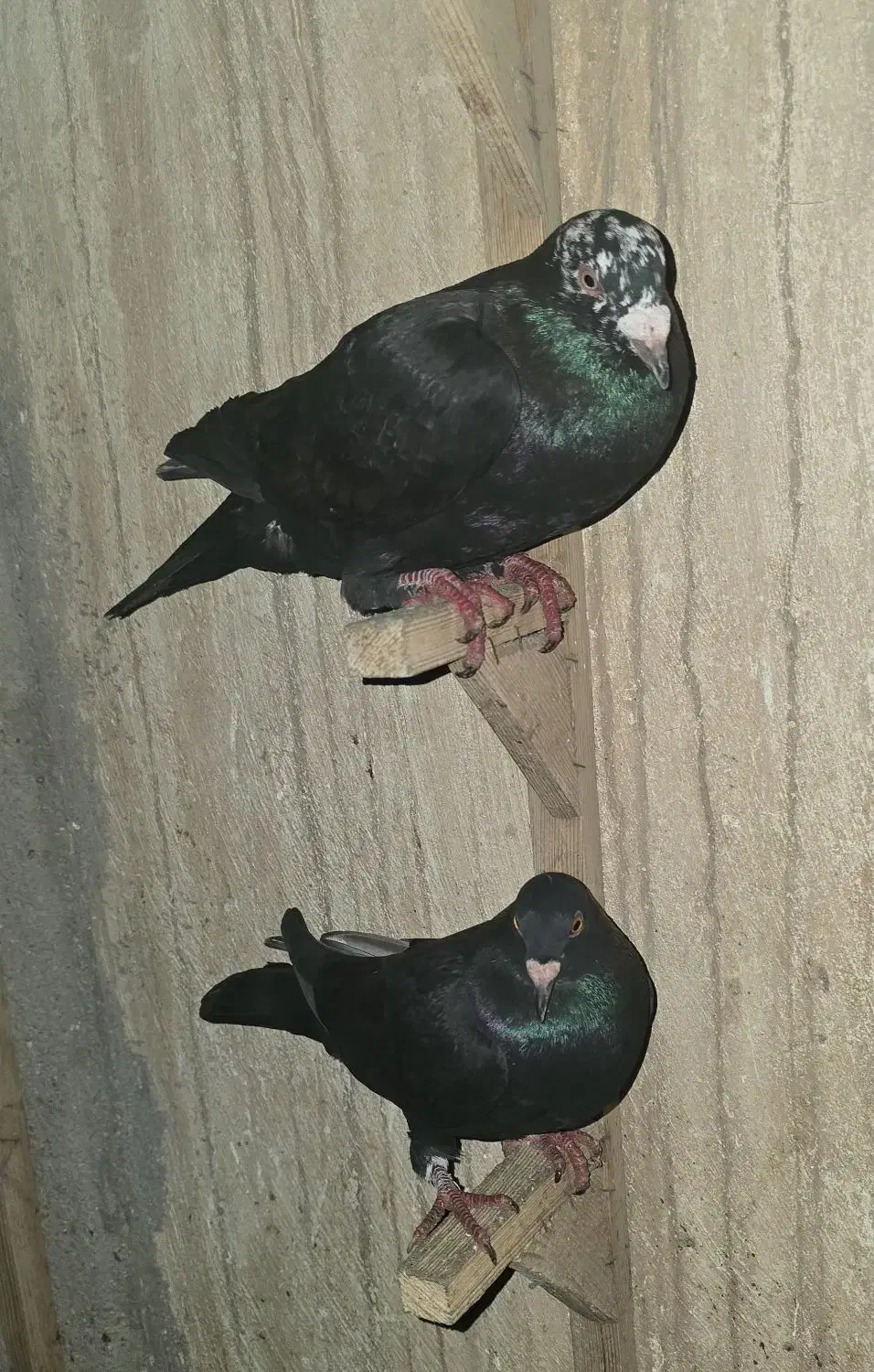 دورگ درجه یک ذات فولاد|پرنده|شوشتر, |دیوار