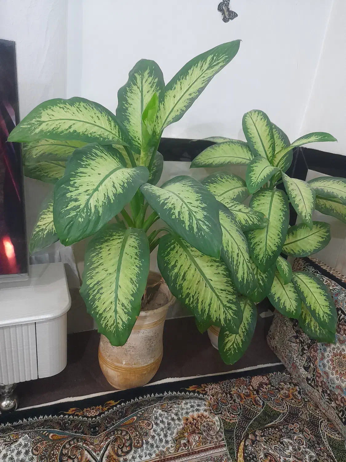 گل زینتی وزیبا|گل و گیاه طبیعی|سروآباد, |دیوار