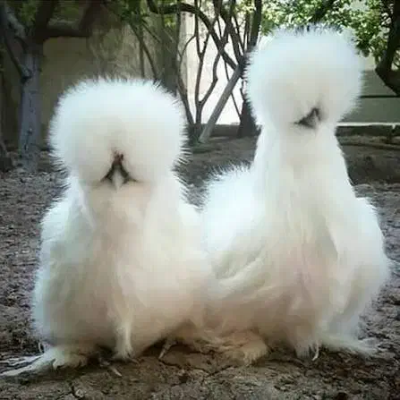 تخم مرغ نطفه دار ابریشمی، لهستانی، کوشین، ویاندوت|حیوانات مزرعه|خمینی‌شهر, |دیوار