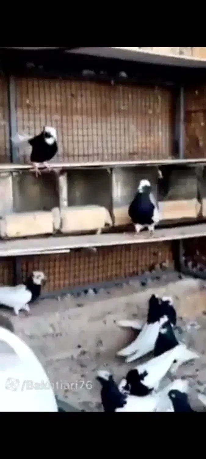 طوقی|پرنده|اسفرورین, |دیوار