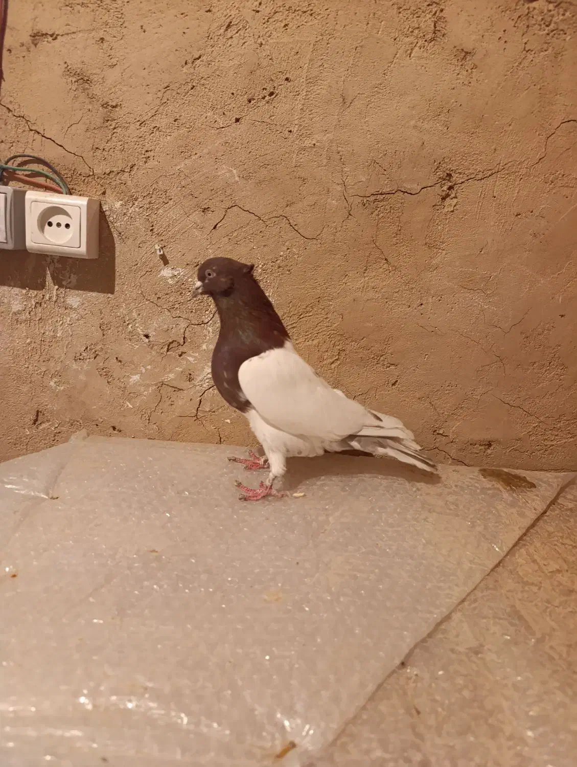 کبوتر|پرنده|آباده, |دیوار