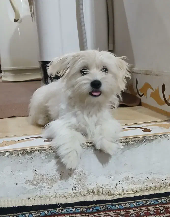 سگ شیتزو تریر|سگ|مشهد, خواجه ربیع|دیوار