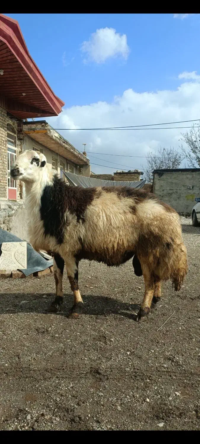 قوچ خال سیاه|حیوانات مزرعه|بروجرد, |دیوار