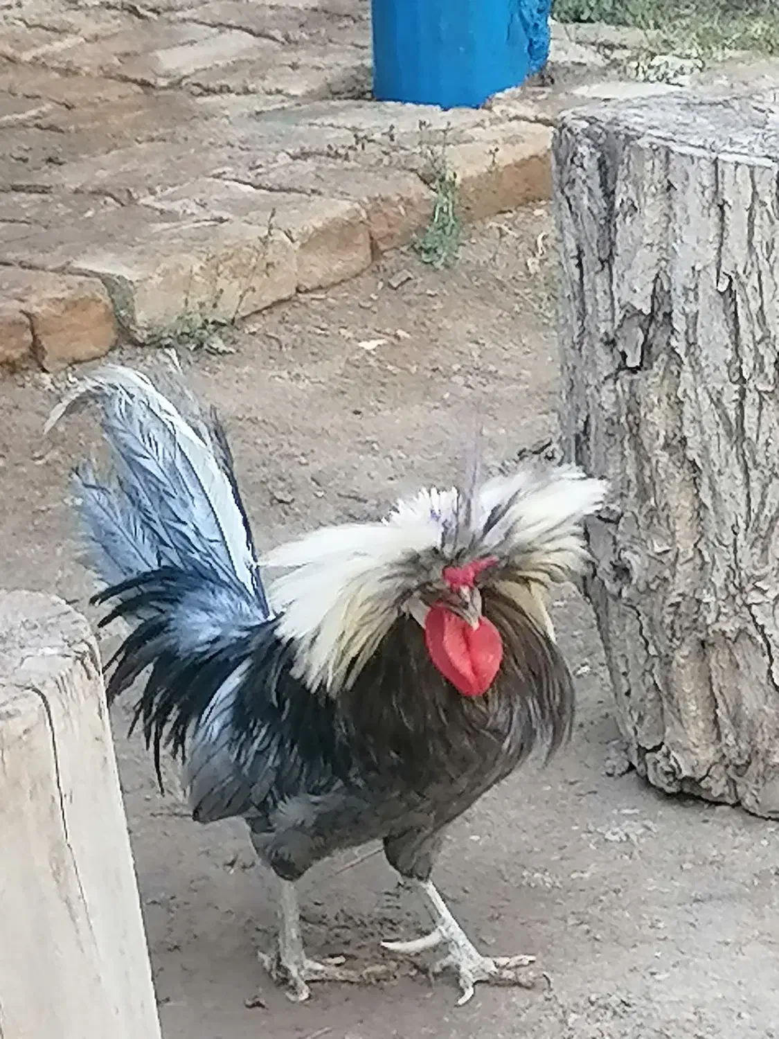 خروس لهستانی|حیوانات مزرعه|بومهن, |دیوار