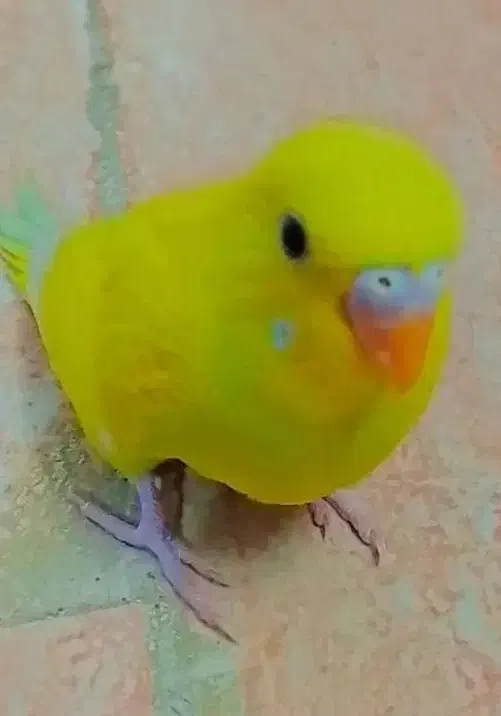 مرغ عشق|پرنده|گلبهار, شهر جدید گلبهار|دیوار