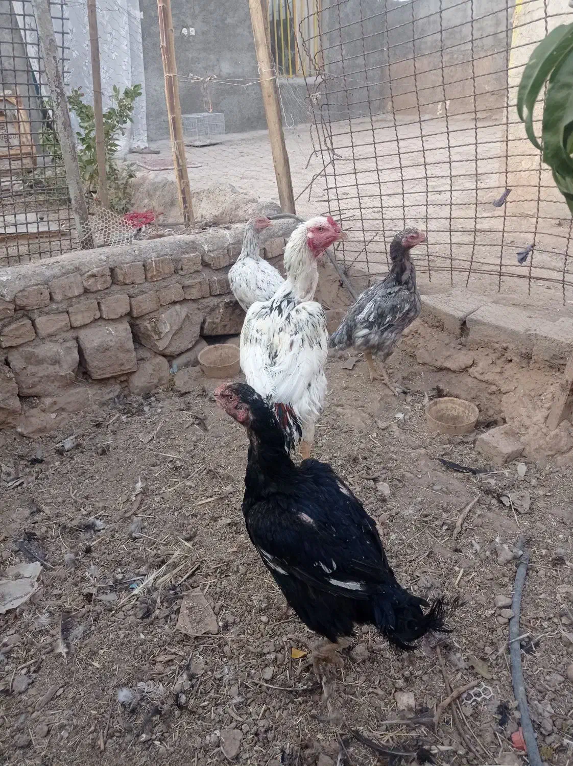 جوجه لاری و مرغ خروس مولد اصل|حیوانات مزرعه|نیشابور, دربقاضی|دیوار