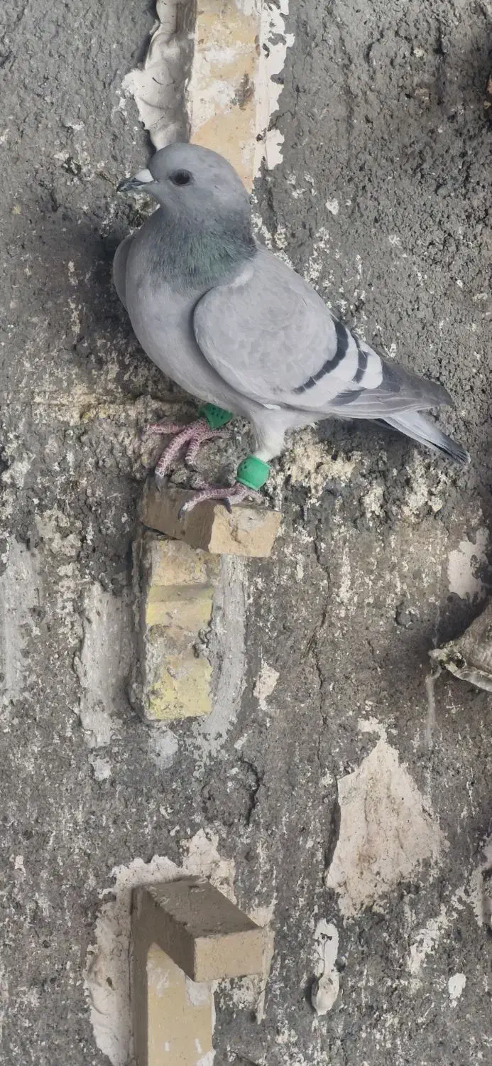 دوتا ماده سبز کرمونی هوایی قلدر|پرنده|تربت‌حیدریه, اندیشه|دیوار